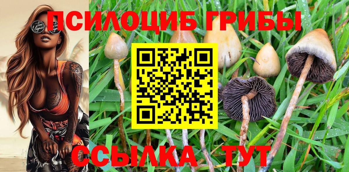 Михайловск  Псилоцибиновые грибы Magic Shrooms  Псилоцибиновые грибы Cubensis  Вход с VPN 